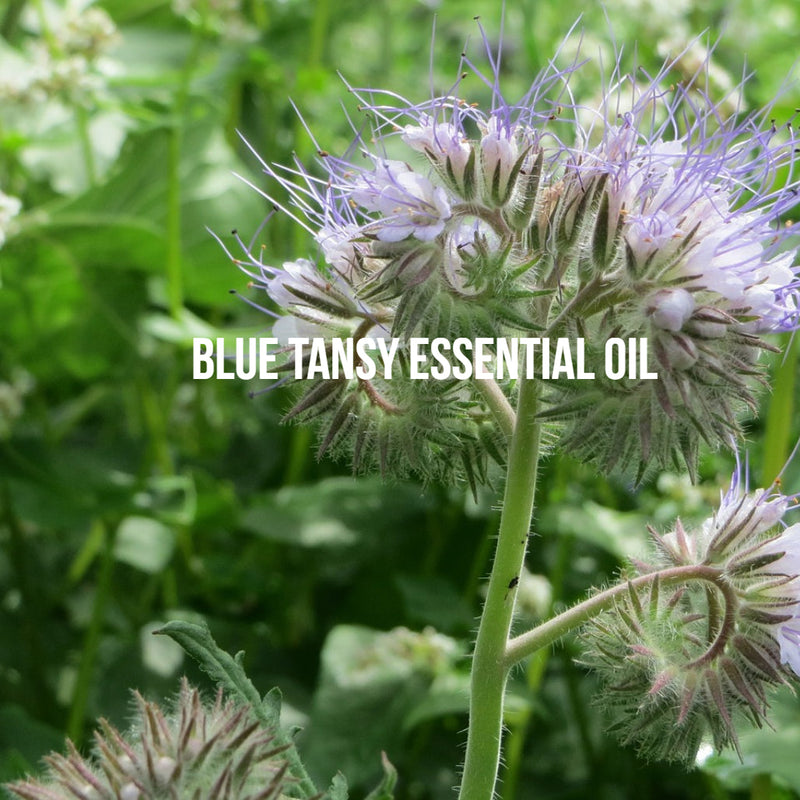 The Scent of Blue Tansy