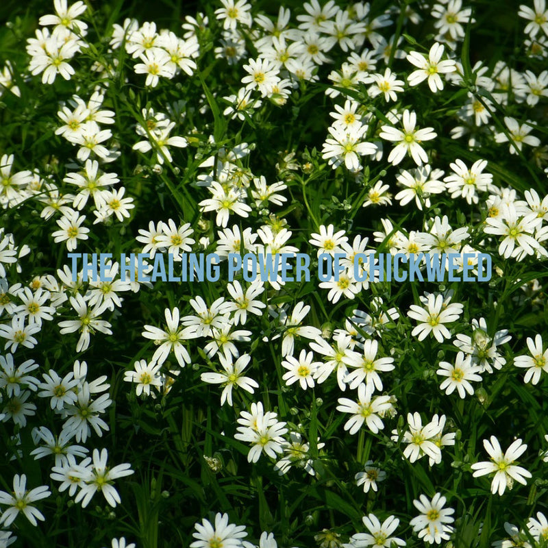 The Wonders of Chickweed