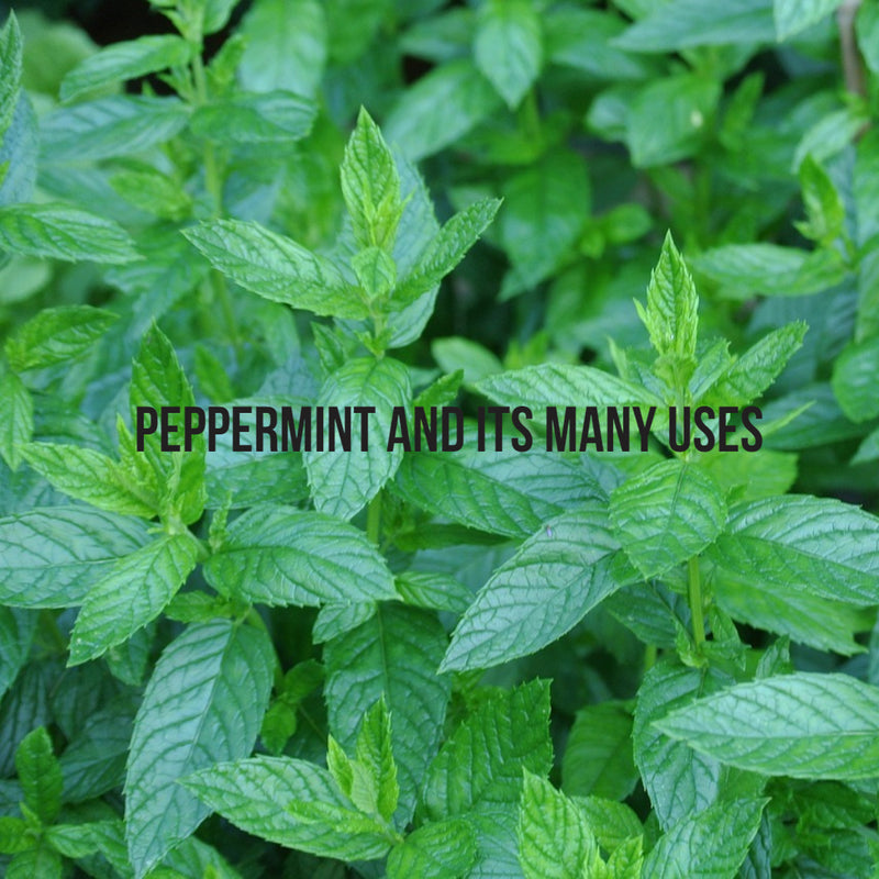 Hybrid Mint Called Peppermint